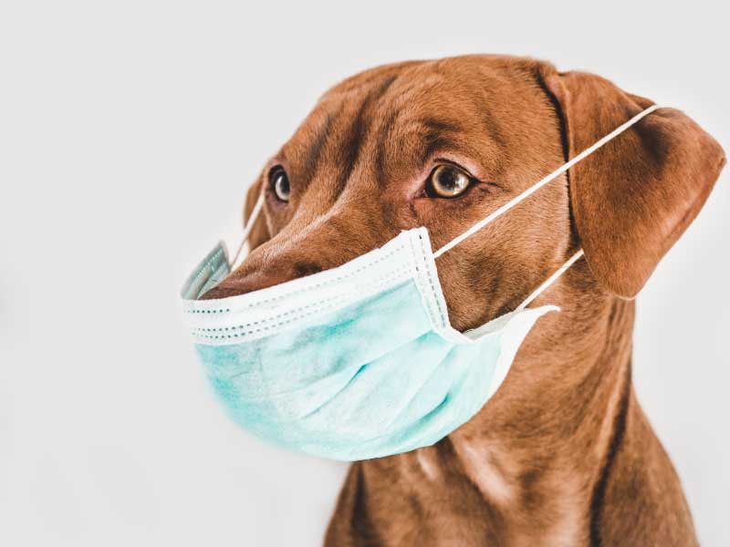 CORONAVIRUS-CASA-MASCOTAS